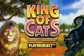 King of Cats review